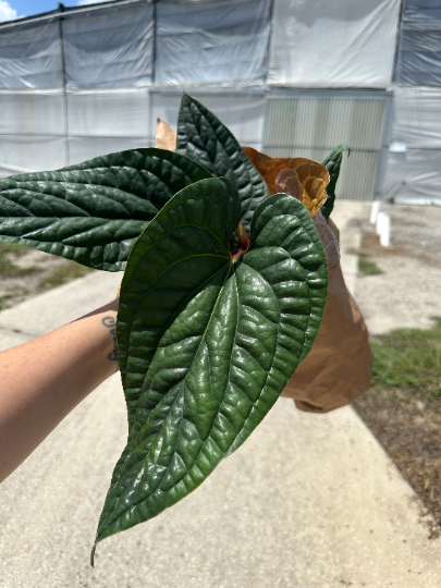 Anthurium radicans x luxurians 6” - PlantlyAddicted