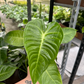 Anthurium vetchiii 6” - PlantlyAddicted