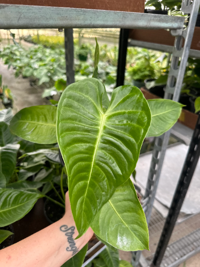 Anthurium vetchiii 6” - PlantlyAddicted