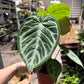 Anthurium Red Crystal Sliver Tiger 4”
