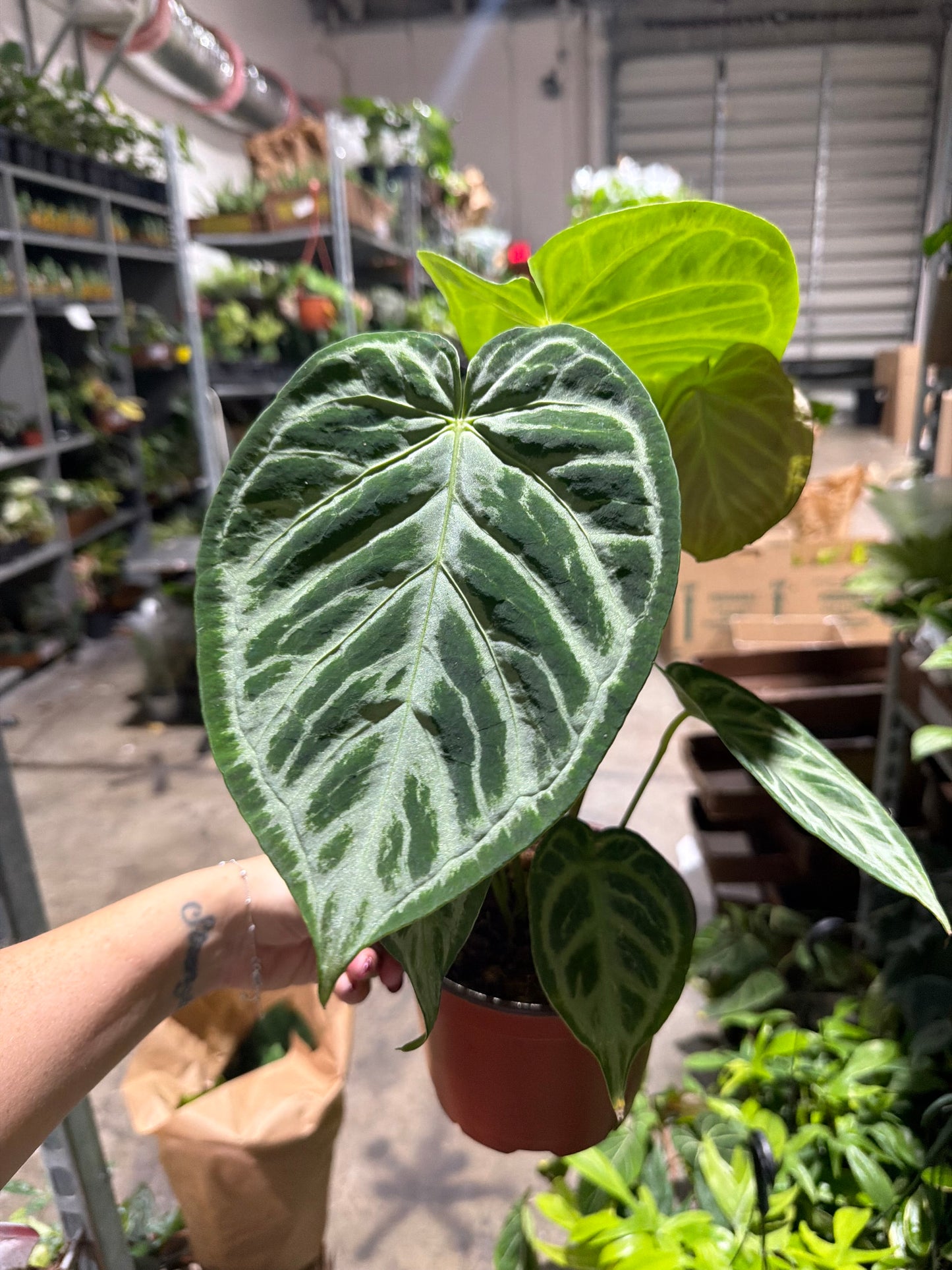 Anthurium Red Crystal Sliver Tiger 4”