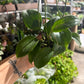Hoya Quinquinervia 4”