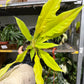 Philodendron Golden Crocodile 4”