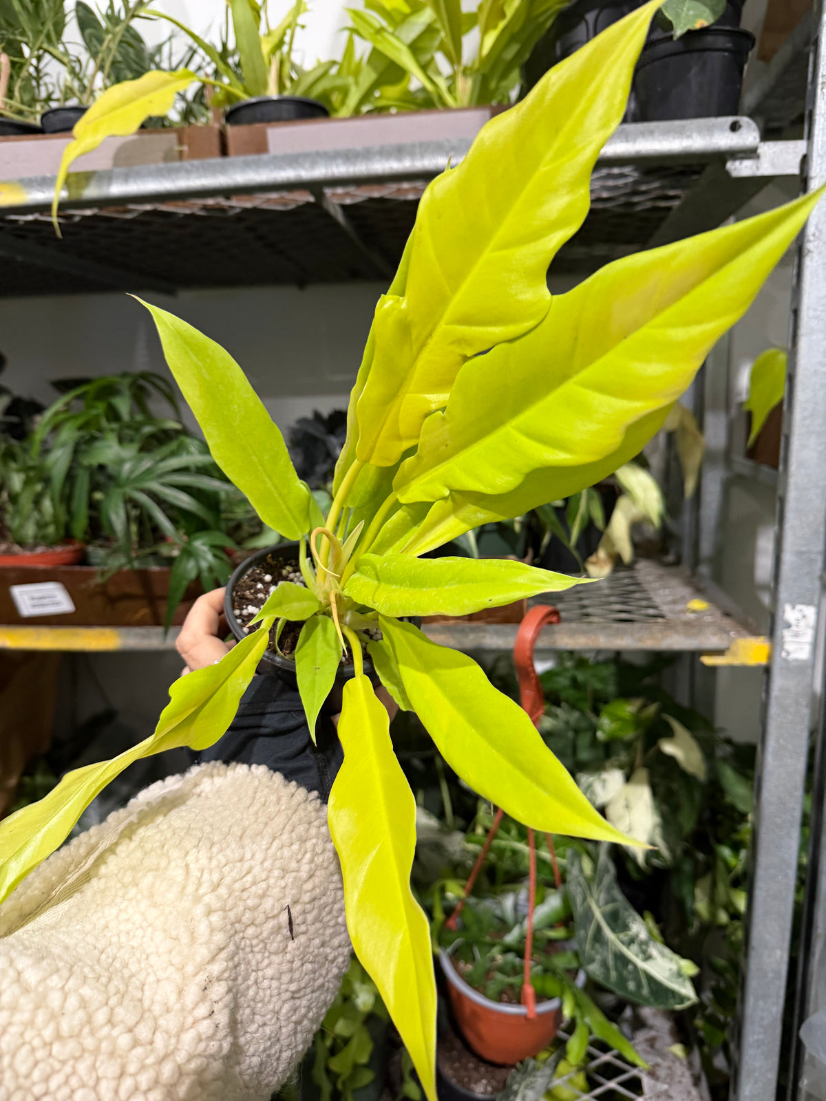 Philodendron Golden Crocodile 4”