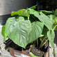 *** NEW HOT ITEM*** Philodendron Columbia, live plant