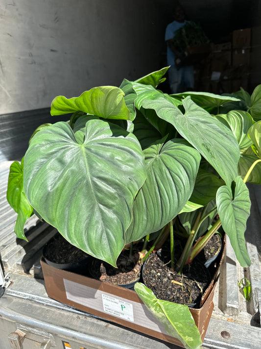 *** NEW HOT ITEM*** Philodendron Columbia, live plant