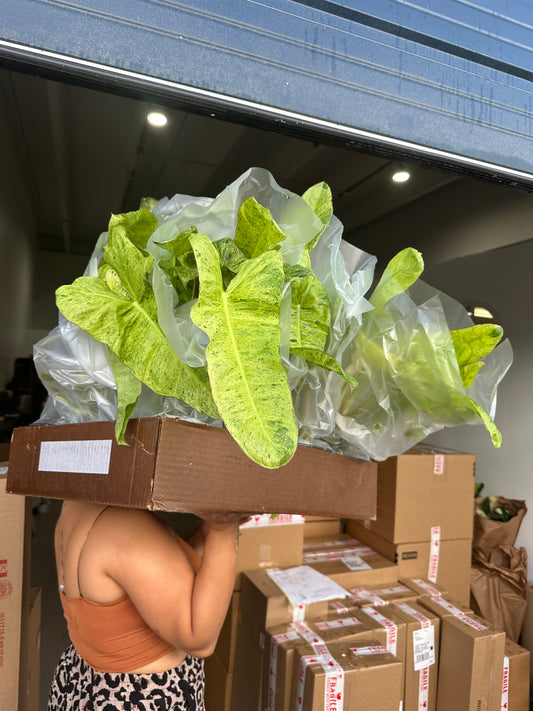 6” Pariso Verde Philodendron