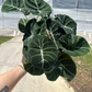 Alocasia Black velvet 6” - PlantlyAddicted