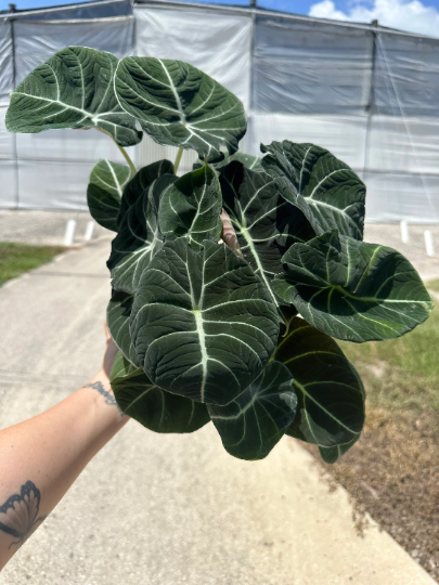 Alocasia Black velvet 6” - PlantlyAddicted