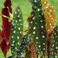 Begonia Macaulata 6” - PlantlyAddicted