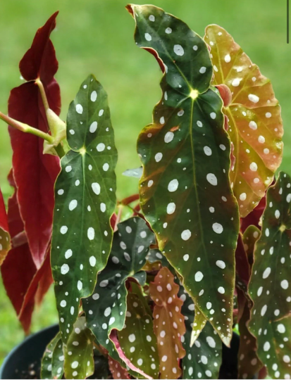 Begonia Macaulata 6” - PlantlyAddicted