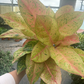 Bidadari Algonema 6” - PlantlyAddicted