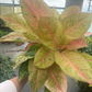 Bidadari Algonema 8” - PlantlyAddicted