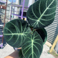 Black Velvet 6” Alocasia - PlantlyAddicted