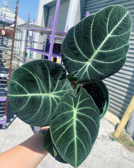 Black Velvet 6” Alocasia - PlantlyAddicted