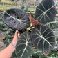 Black Velvet 6” Alocasia - PlantlyAddicted