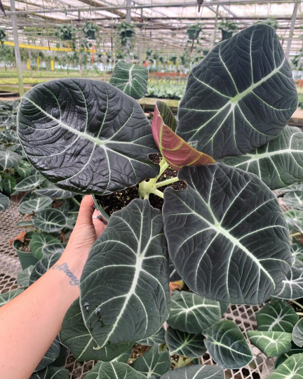 Black Velvet 6” Alocasia - PlantlyAddicted