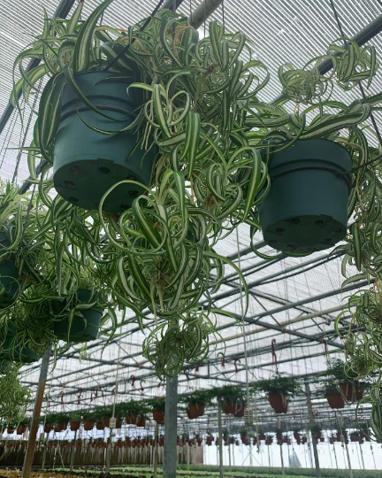 Bonnie Spider Plant - PlantlyAddicted