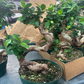 Bonsai Tree 8” - PlantlyAddicted