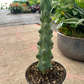 Boobie Cactus 6” - PlantlyAddicted