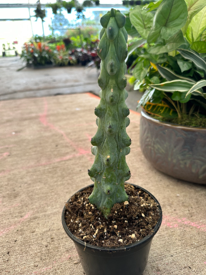 Boobie Cactus 6” - PlantlyAddicted