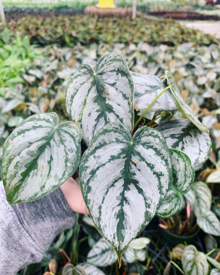 Brandi Philodendron 8" - PlantlyAddicted