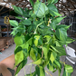 Philodendron Brasil  Hanging Basket 8” - PlantlyAddicted