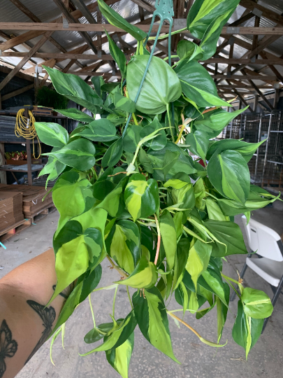 Philodendron Brasil  Hanging Basket 8” - PlantlyAddicted