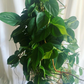 Philodendron Brasil  Hanging Basket 8” - PlantlyAddicted