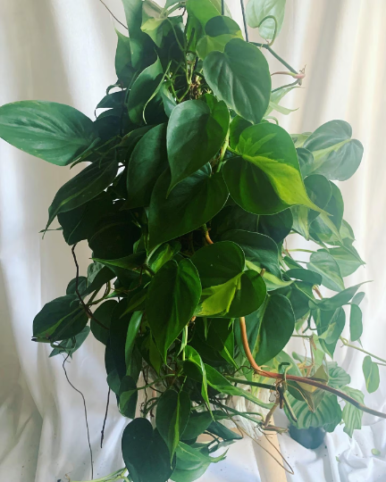 Philodendron Brasil  Hanging Basket 8” - PlantlyAddicted