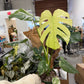 Monstera White Monster 6”