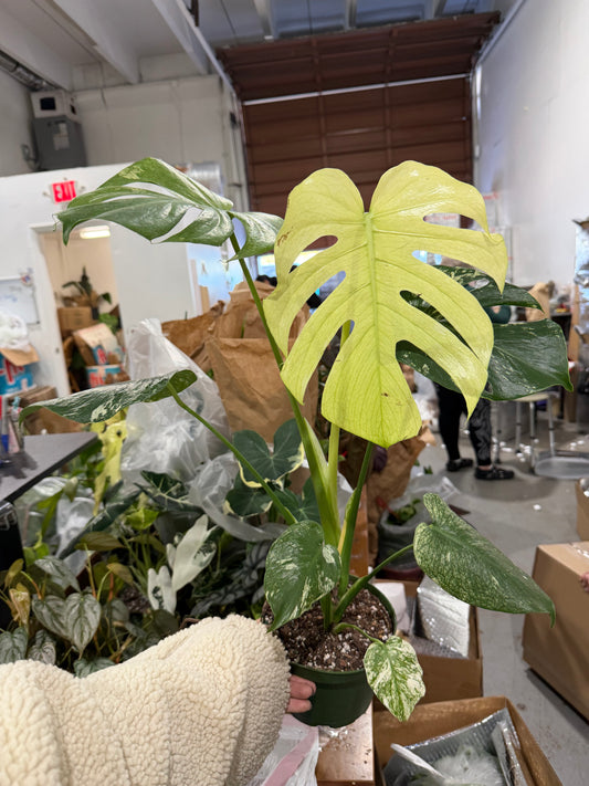 Monstera White Monster 6”