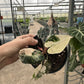 Alocasia Bambino Variegated, Live Plant, indoor plant