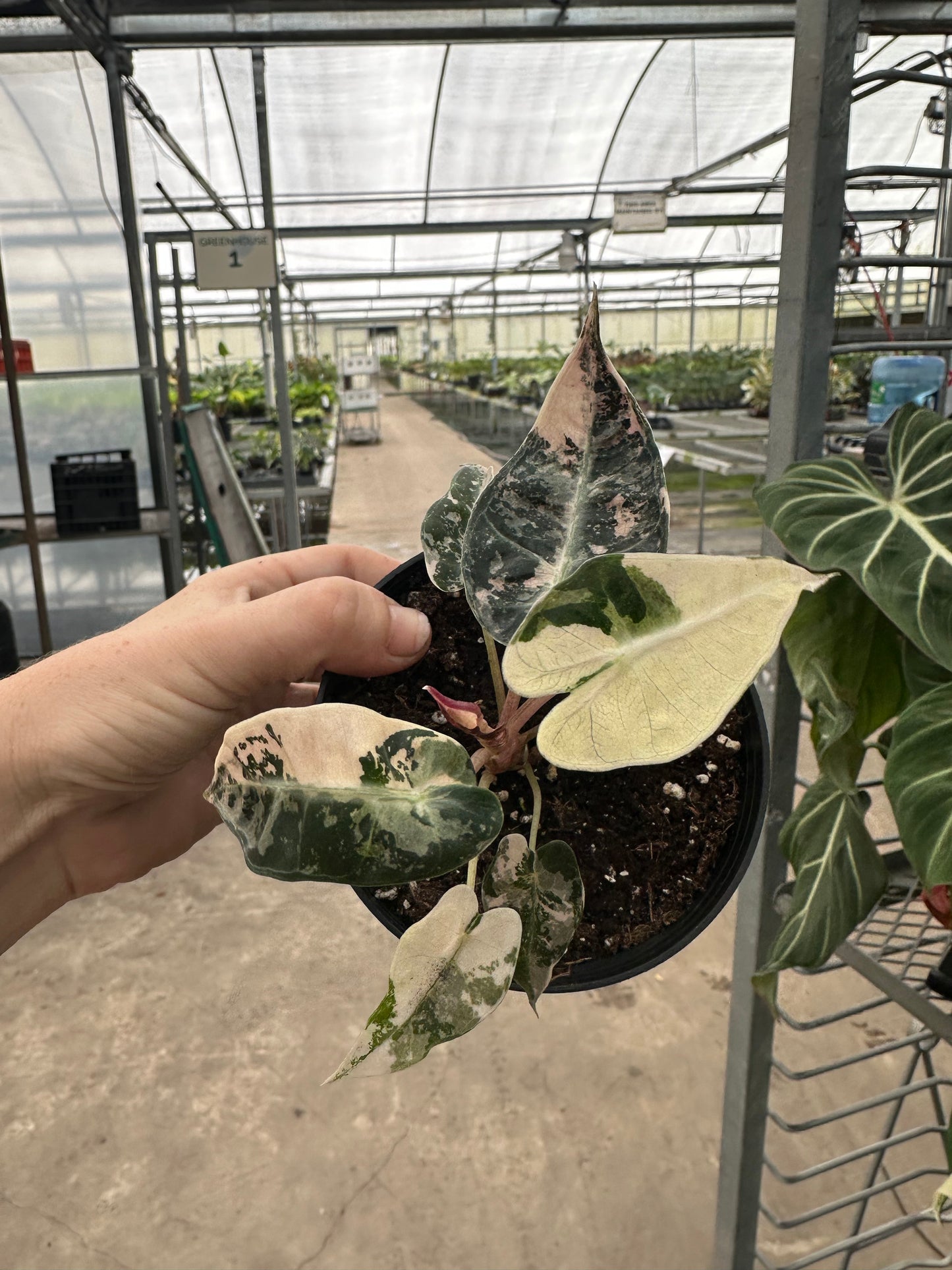 Alocasia Bambino Variegated, Live Plant, indoor plant