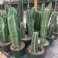 Cacti Peruvi 10” - PlantlyAddicted