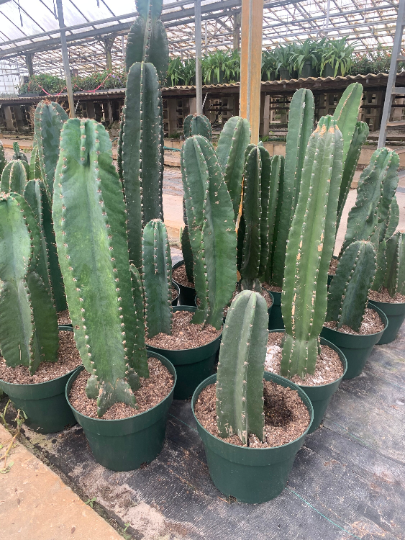 Cacti Peruvi 10” - PlantlyAddicted