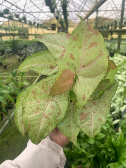 Confetti Syngonium 4” - PlantlyAddicted