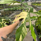 4” Fl beauty, sellers choice, variegated