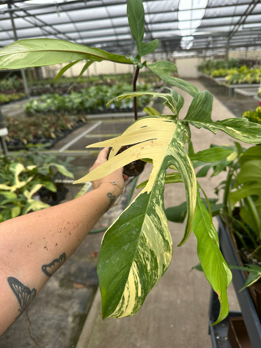 4” Fl beauty, sellers choice, variegated