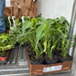 Monstera Burle Marx Flame 6”