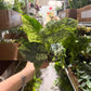 Alocasia Dragon Scale Mint 4”