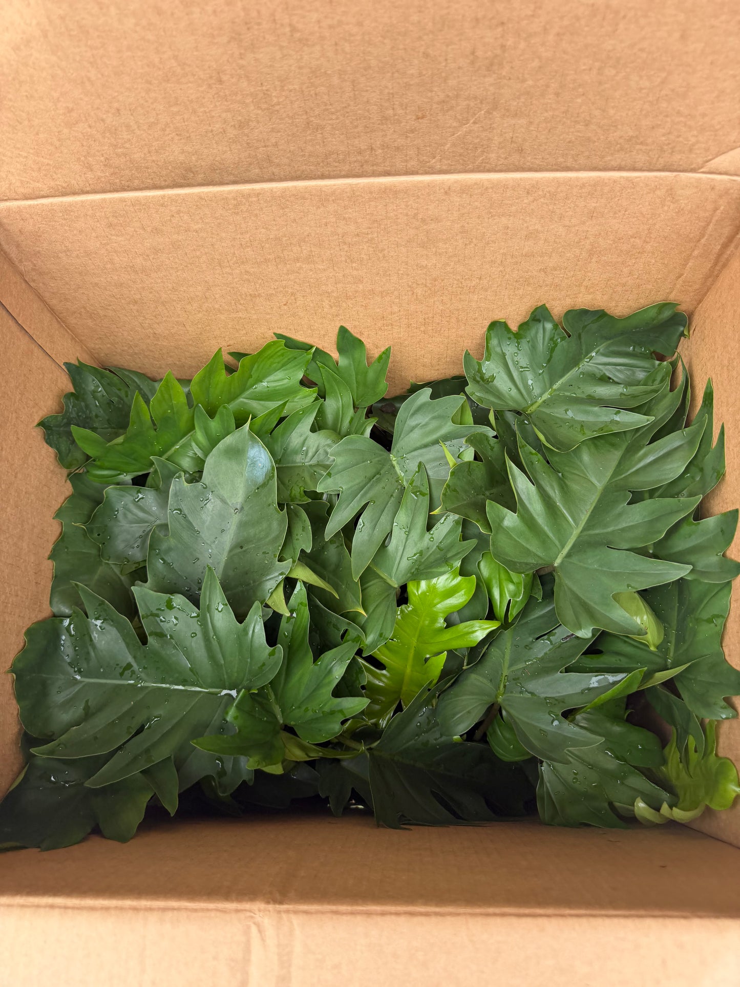 Philodendron Mayoi 4”