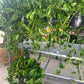 8” XL Shanghai Pothos