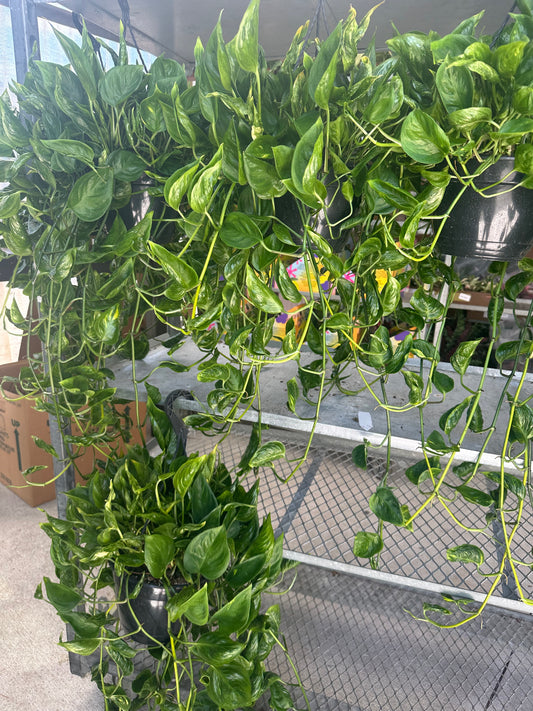 8” XL Shanghai Pothos