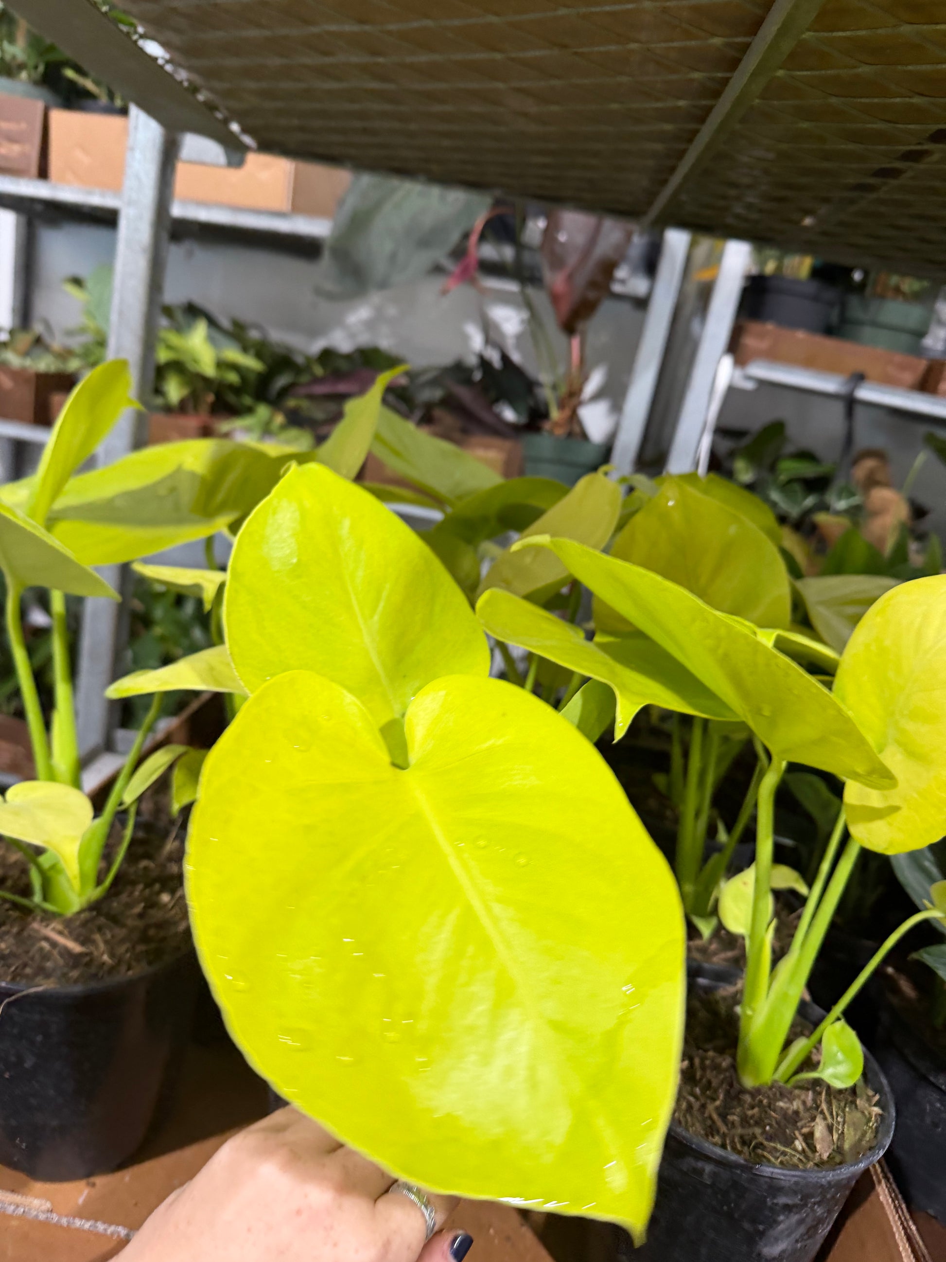 monstera lemon mint Monstera Lemon Lime 6