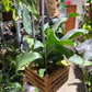 Staghorn Netherlands (Vanda box) 6"