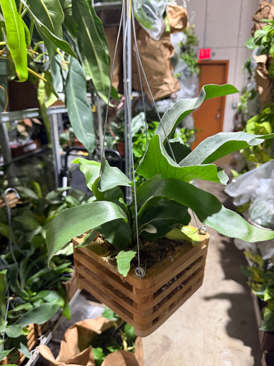 Staghorn Netherlands (Vanda box) 6"