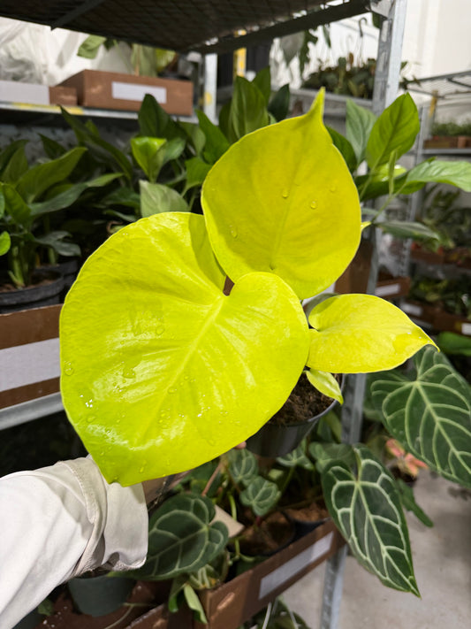 Monstera Lemon Lime 6”