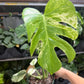 Monstera Mint 6”