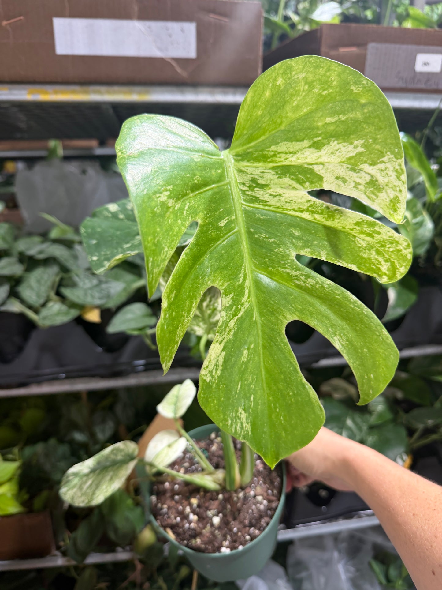 Monstera Mint 6”